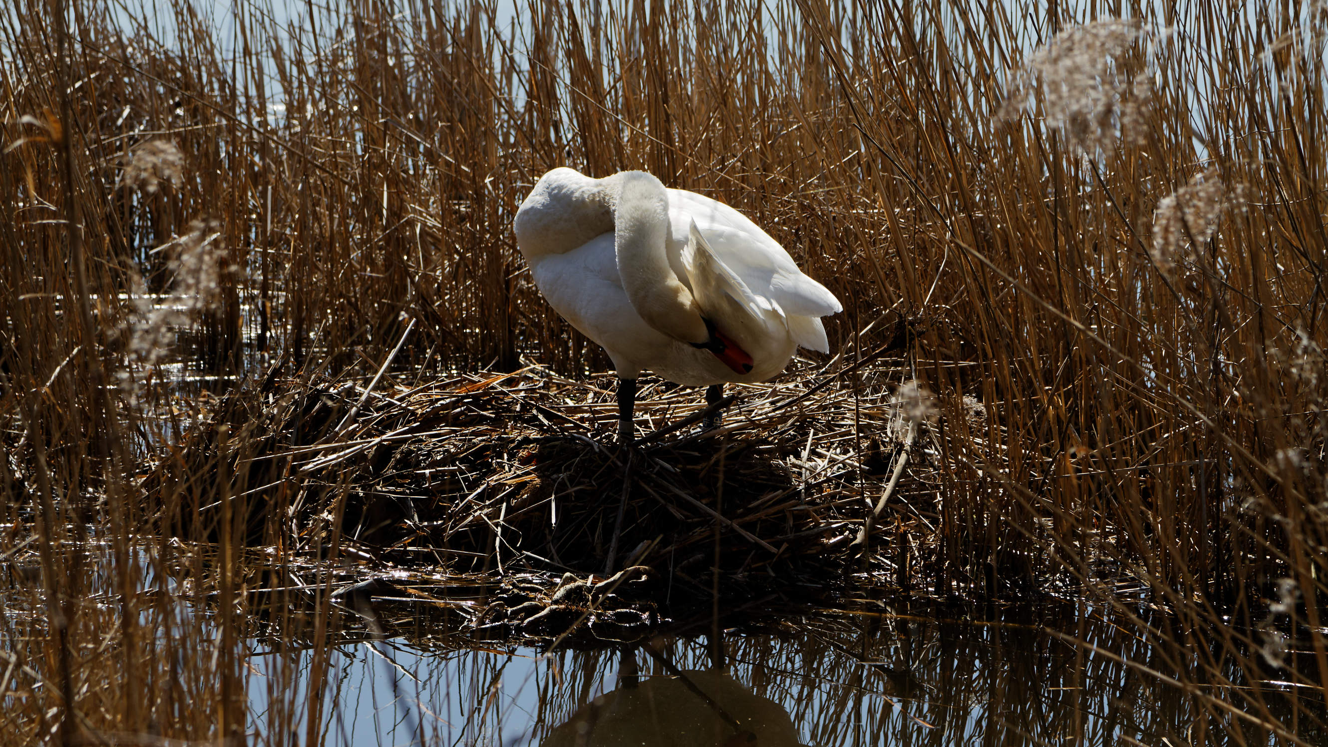 20210420 Lyngby Sø 33
